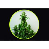 Chocolope 4:20 (x3) Chocolope 4:20 (x3)