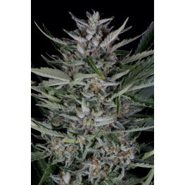 Gorilla Auto (x1)