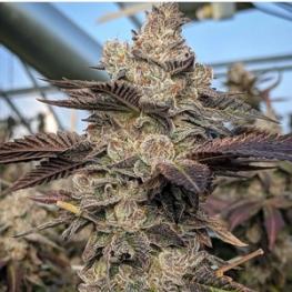 Gelato S1 (x8) Gelato S1 (x8)