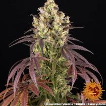 Lemon Cherry Gelato (x3) By Backpackboyz