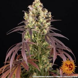 Lemon Cherry Gelato (x3) By Backpackboyz Lemon Cherry Gelato (x3) By Backpackboyz