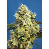 Auto Sweet Gelato (x3)+1
