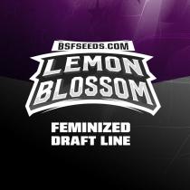 Lemon Blossom XXL Auto (x4) 2x1
