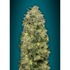 Auto Afghan Skunk (x3)+1