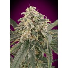 Auto Amnesia XXL (x3)+1