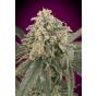 Auto Amnesia XXL (x3)+1