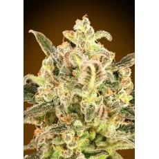 Auto Biodiesel Mass XXL (x3)+1