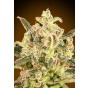Auto Biodiesel Mass XXL (x3)+1