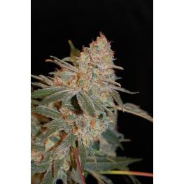 Black Diesel (x3)+1