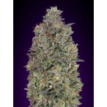 Critical Purple Kush (x3)+1