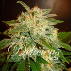 La Bella Afrodita Auto (x3) 