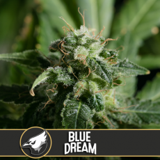 Blue Dream (x3)