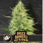 Bruce Banner Fast Bloom (x3) +1