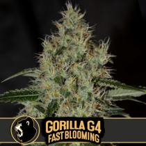 Gorilla G4 Fast Blooming (x3)+1