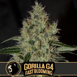 Gorilla G4 Fast Bloom (x3)