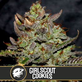 Girl Scout Cookies (x3)