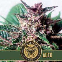 Grizzly Purple Auto (x3)