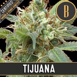 Tijuana (x3)