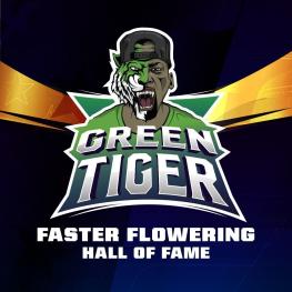 Green Tiger Fast (x4)