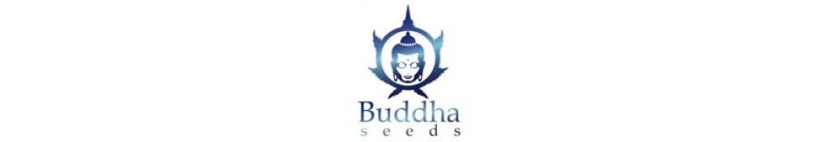 Buddha Seeds 