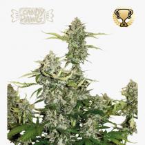 Candy Dawg (x3) Candy Dawg (x3)