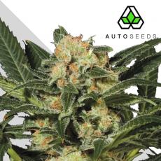 Auto Candy Kush (x3)