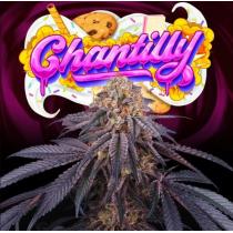 Chantilly (x3) +1