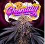 Chantilly (x3) +1