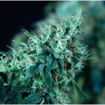 Black Domina Fast Version (x6)