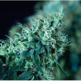 Black Domina Fast Version (x100)