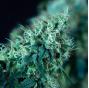 Black Domina Fast Version (x100)