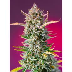 Gorilla Sherbet F1 Fast Version (x100)