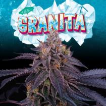 Granita (x3) +1 Granita (x3) +1