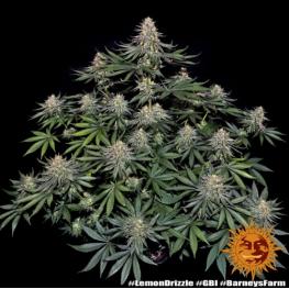 Lemon Drizzle (x3) Lemon Drizzle (x3)