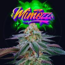 Mimozz (x3) +1