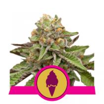 Green Gelato (x3)