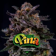 Gorilla Piña (x4)