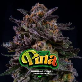Gorilla Piña (x2)