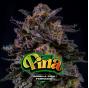 Gorilla Piña (x4)