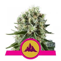 Critical Kush (x3)
