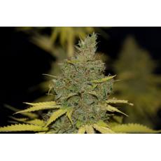 Badazz Og Cheese (x3)