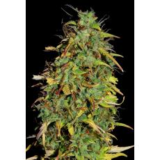 Kraken Auto (x2)