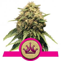Special Queen #1 (x1)
