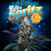 Spritz (x3) +1 Spritz (x3) +1