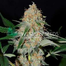 Afghan Kush Early Harvest (x3)