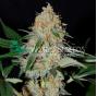 Afghan Kush Early Harvest (x3)