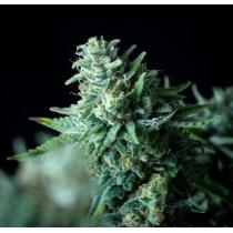 White Widow Fast Version (x6)