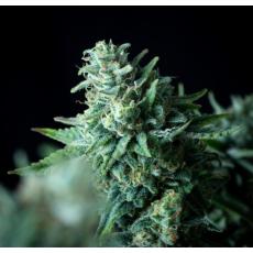 White Widow Fast Version (x100)