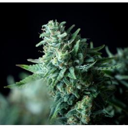 White Widow Fast Version (x100)