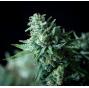 White Widow Fast Version (x100)